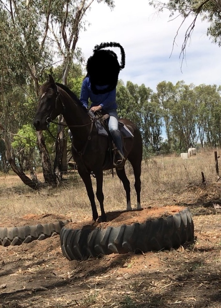 Registered Stock Horse Pony Club horses Horse for sale in Goulburn
