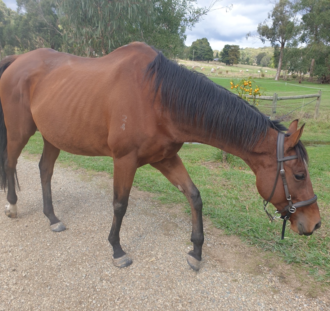 Bobby Allrounder horses Horse for sale in Yellingbo VIC Horse Deals