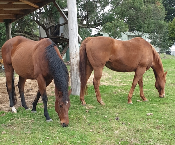 Bobby Allrounder horses Horse for sale in Yellingbo VIC Horse Deals