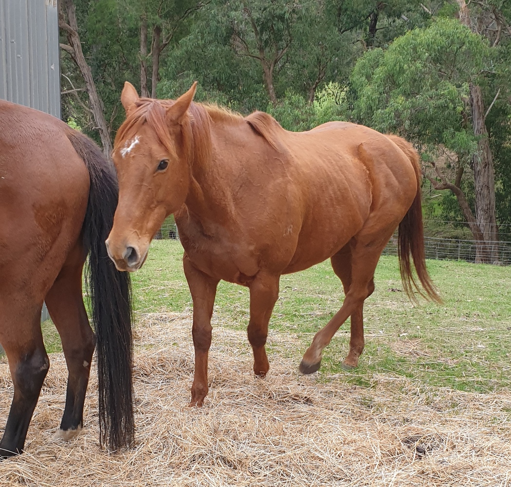 Bobby Allrounder horses Horse for sale in Yellingbo VIC Horse Deals