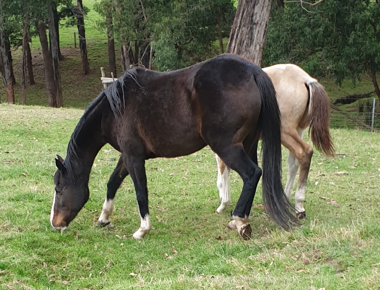 Arab x Mare Breeding horses Horse for sale in Yellingbo VIC Horse
