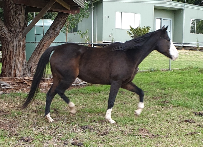 Arab x Mare Breeding horses Horse for sale in Yellingbo VIC Horse