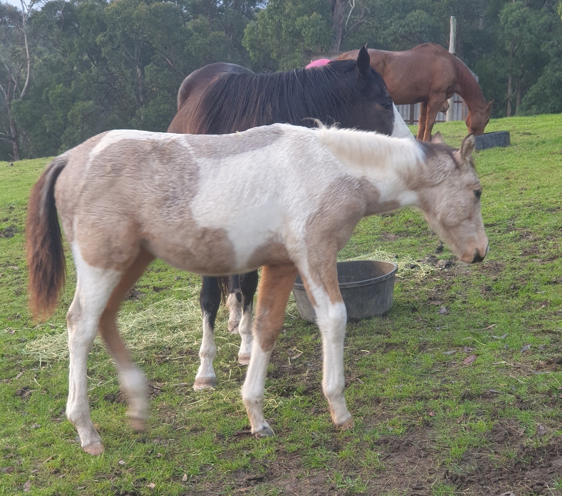 Arab x Mare Breeding horses Horse for sale in Yellingbo VIC Horse