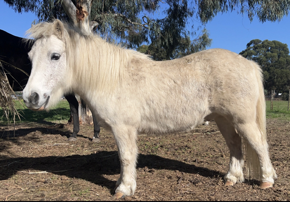 Leadline Pony Beginners horses Horse for sale in Doreen VIC Horse