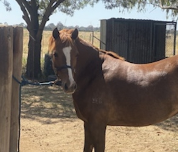 Quality RP Broodmare Breeding horses Horse for sale in Echuca VIC