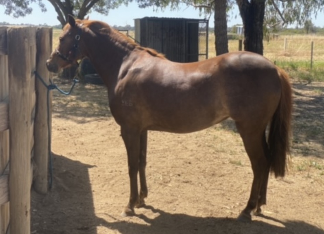 Quality RP Broodmare Breeding horses Horse for sale in Echuca VIC
