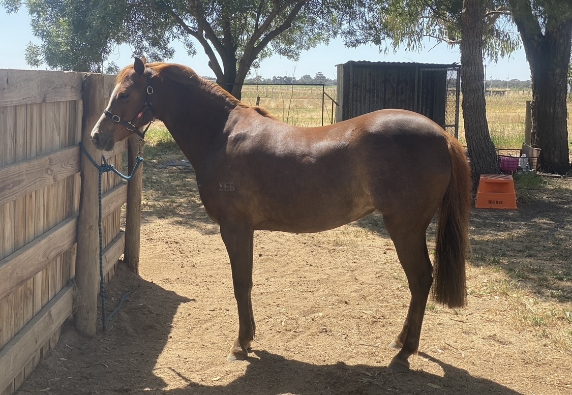 Quality RP Broodmare Breeding horses Horse for sale in Echuca VIC