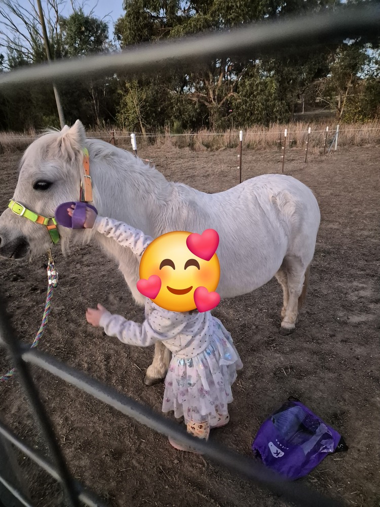 Welsh x pony Pleasure horses Horse for sale in Albury NSW Horse Deals