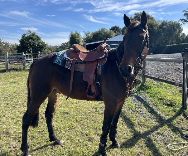 Quiet, inc Rugs & More Trail Riding horses Horse for sale in