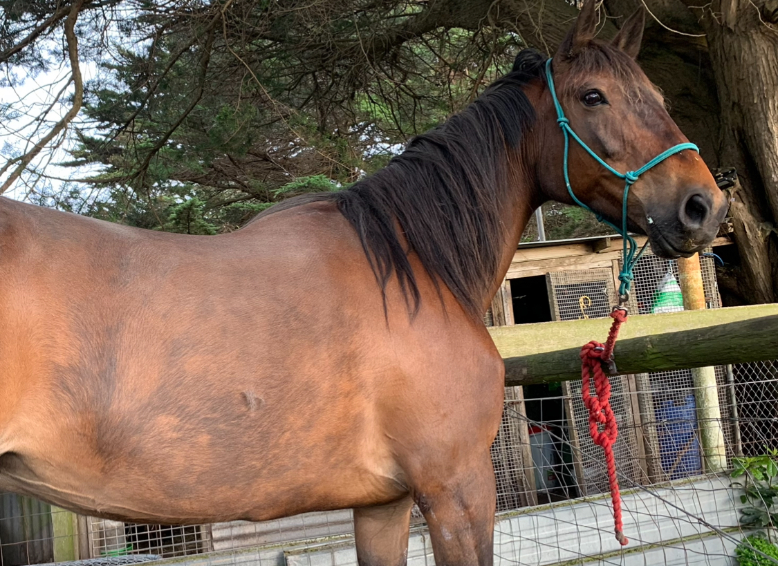 Quiet, inc Rugs & More Trail Riding horses Horse for sale in