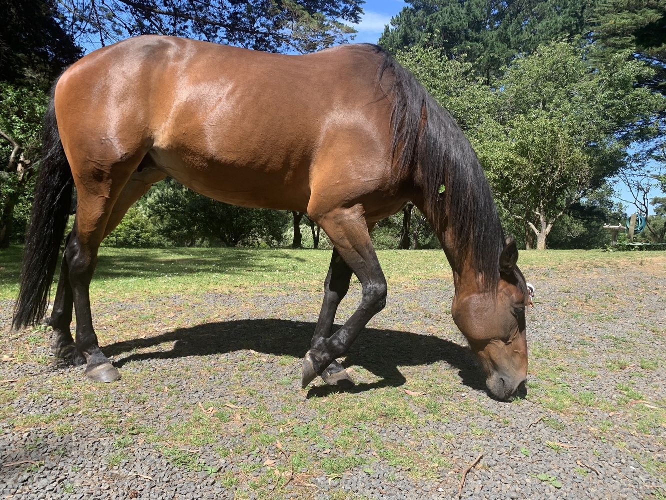 Quiet, inc Rugs & More Trail Riding horses Horse for sale in