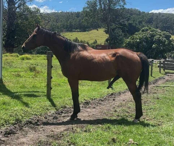 Beautiful OTTB Gelding Off the Track horses Horse for sale in Devon