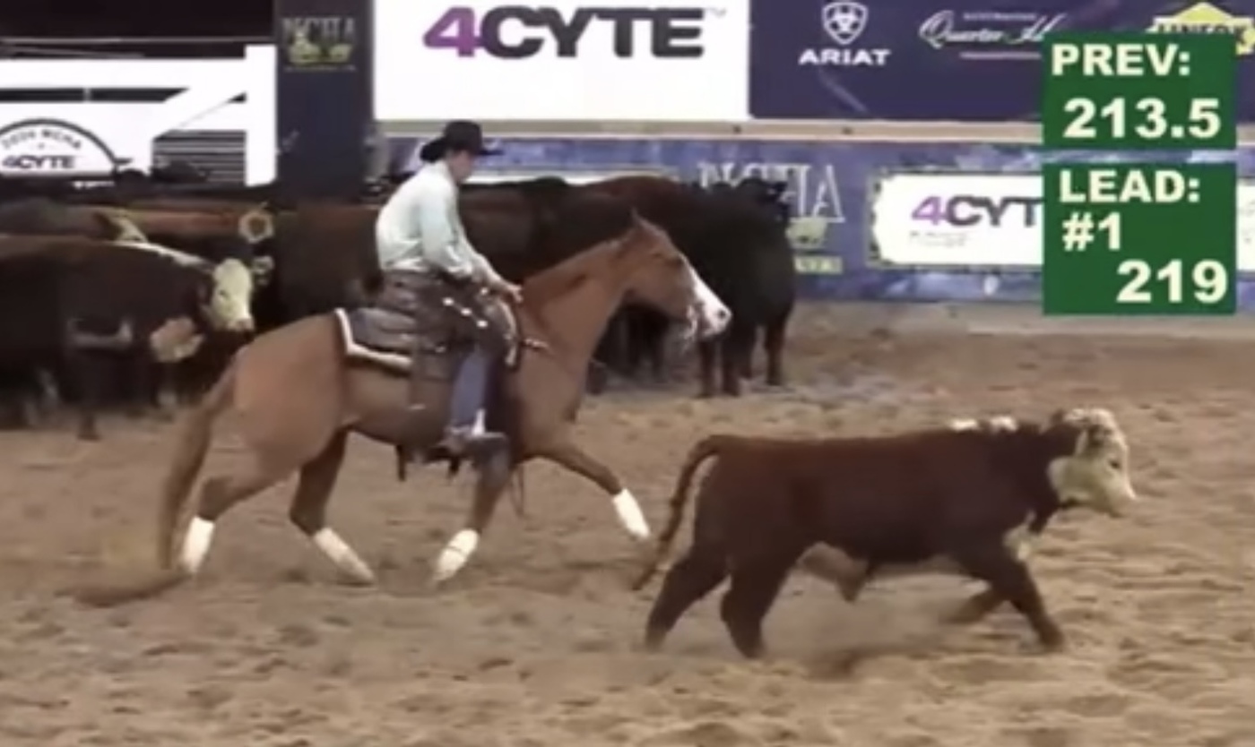 Quarter Horse Cutting, Campdraft or Cowhorse Campdrafting horses