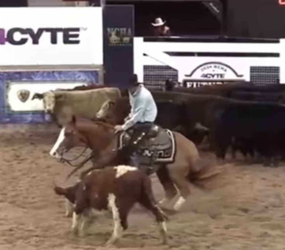 Quarter Horse Cutting, Campdraft or Cowhorse Campdrafting horses