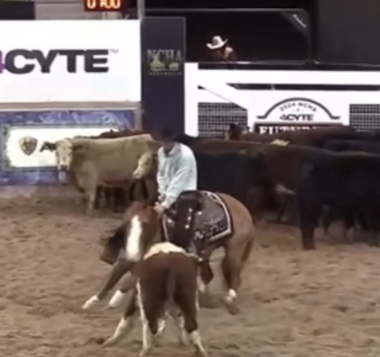 Quarter Horse Cutting, Campdraft or Cowhorse Campdrafting horses