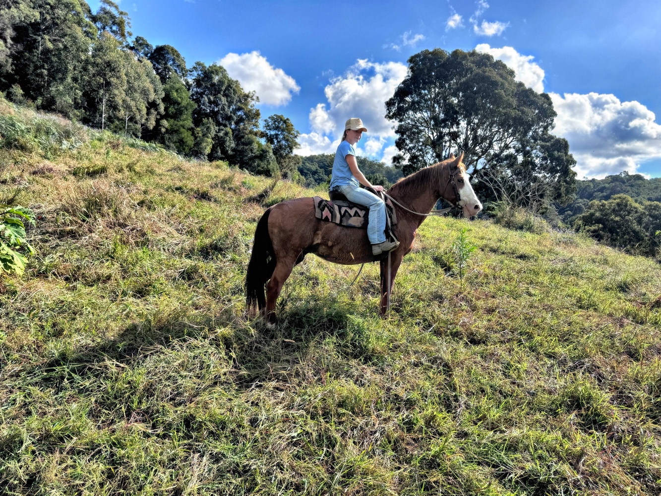 Paint Mare Allrounder horses Horse for sale in Tweed Heads South