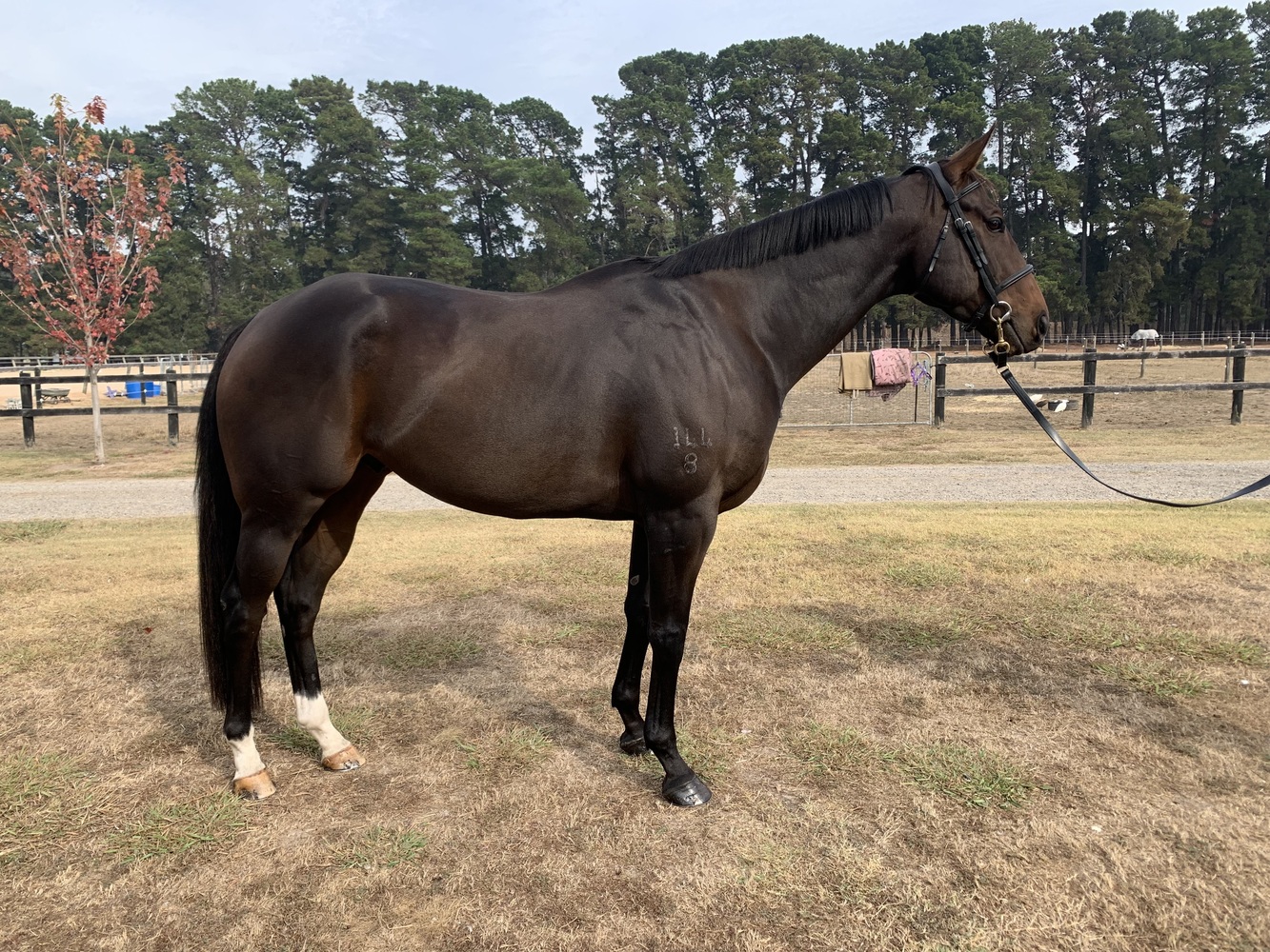 Tito Eye Catching Young Gelding Performance horses Horse for sale
