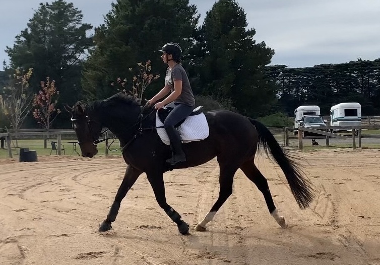 Tito Eye Catching Young Gelding Performance horses Horse for sale