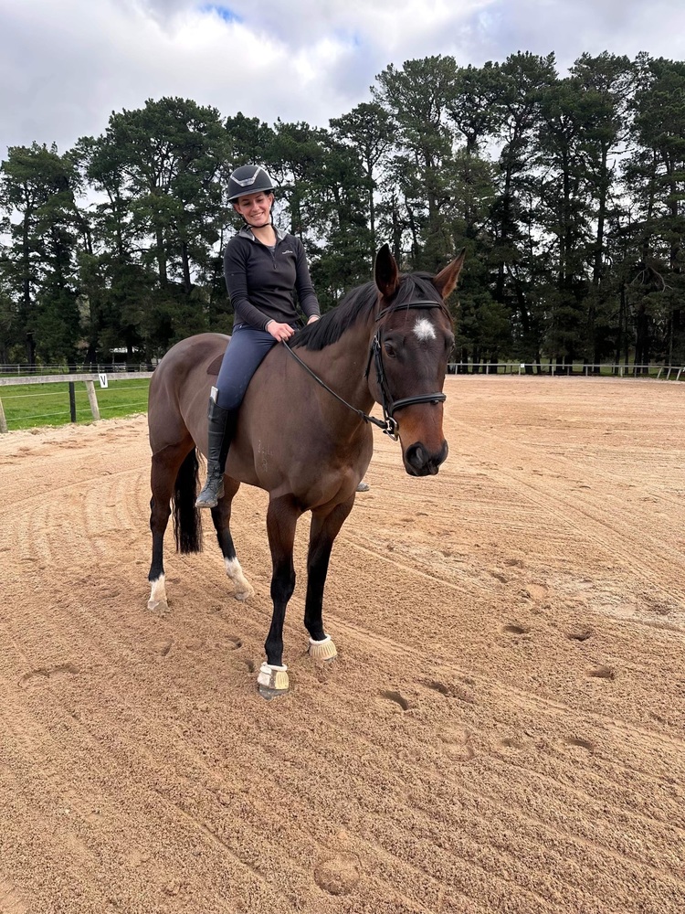 Tito Eye Catching Young Gelding Performance horses Horse for sale