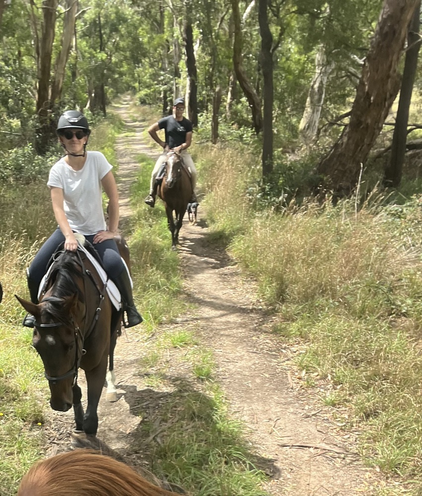 Tito Eye Catching Young Gelding Performance horses Horse for sale