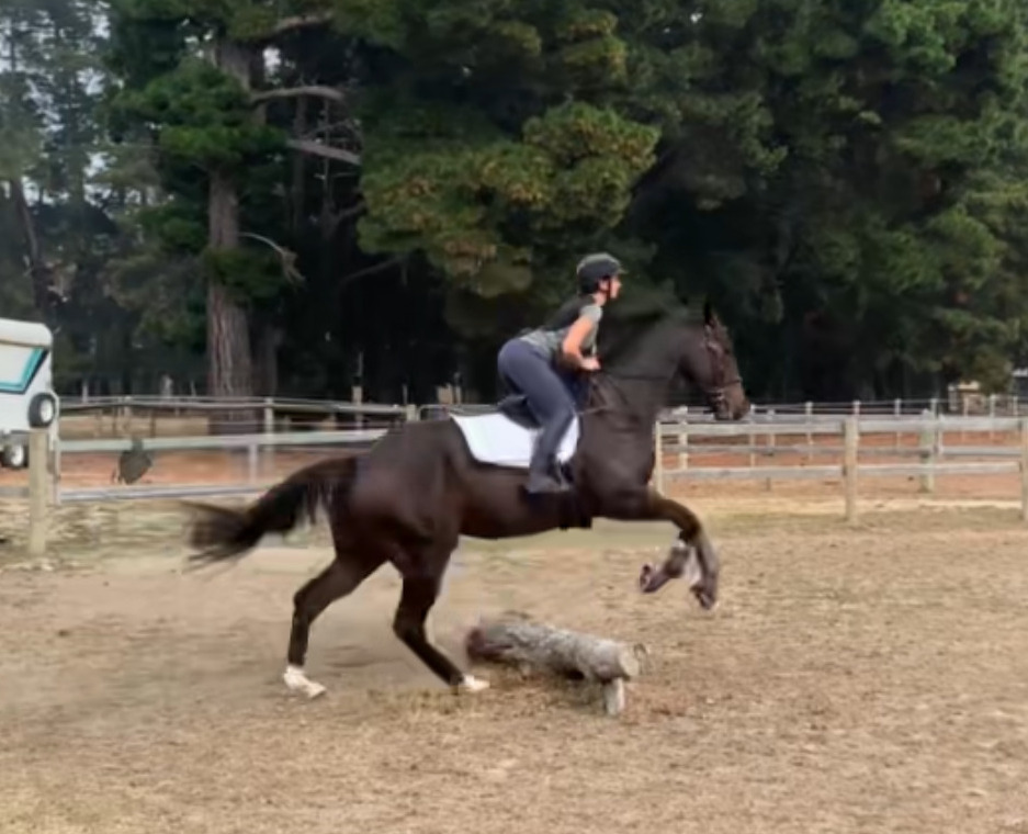Tito Eye Catching Young Gelding Performance horses Horse for sale