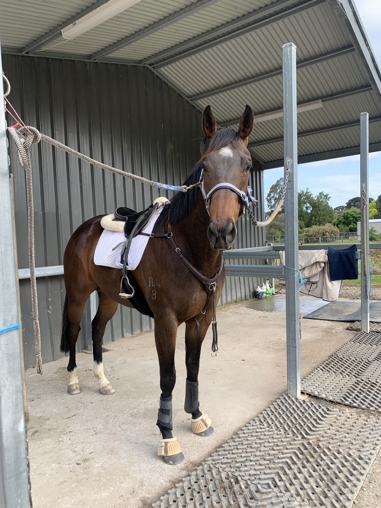 Tito Eye Catching Young Gelding Performance horses Horse for sale