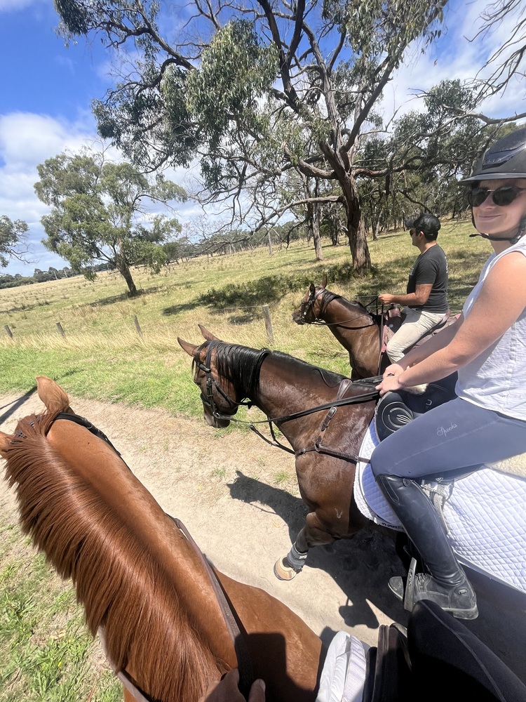 Tito Eye Catching Young Gelding Performance horses Horse for sale