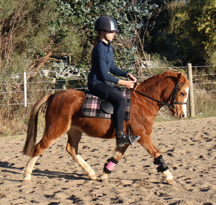 Eyecatching Pony Pony Club horses Horse for sale in Kilmore VIC