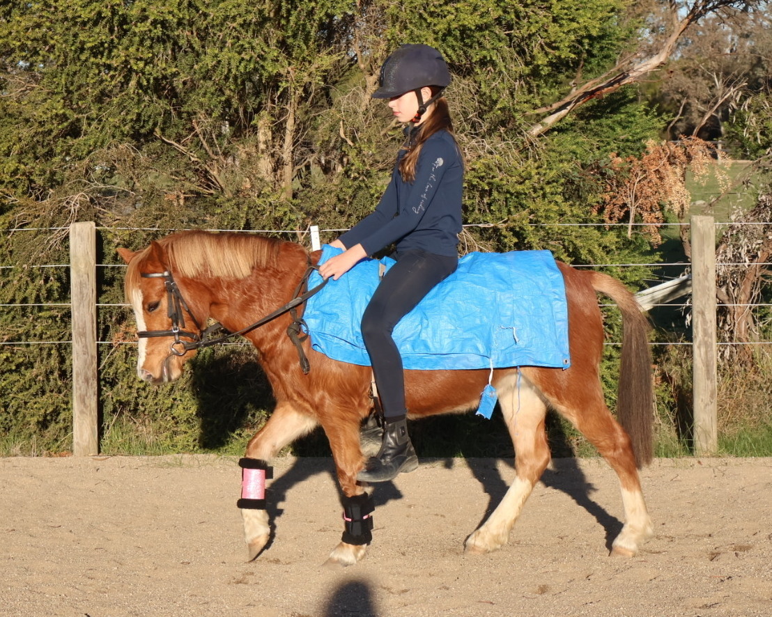 Eyecatching Pony Pony Club horses Horse for sale in Kilmore VIC