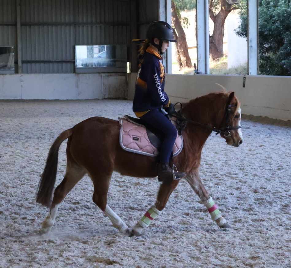 Eyecatching Pony Pony Club horses Horse for sale in Kilmore VIC