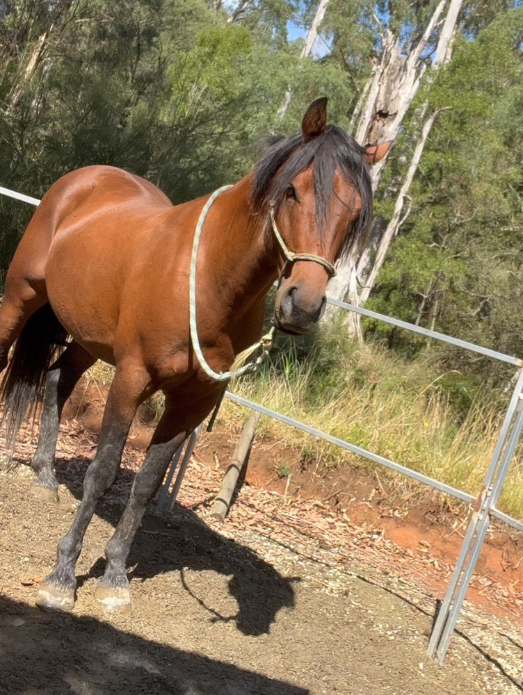 ASH project**reduced Challenge horses Horse for sale in Yellingbo