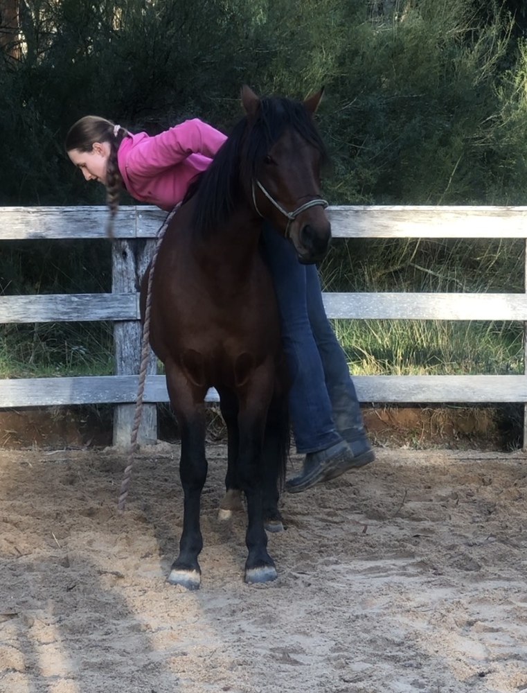 ASH project**reduced Challenge horses Horse for sale in Yellingbo