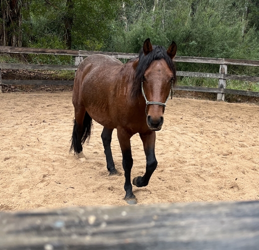 ASH project**reduced Challenge horses Horse for sale in Yellingbo