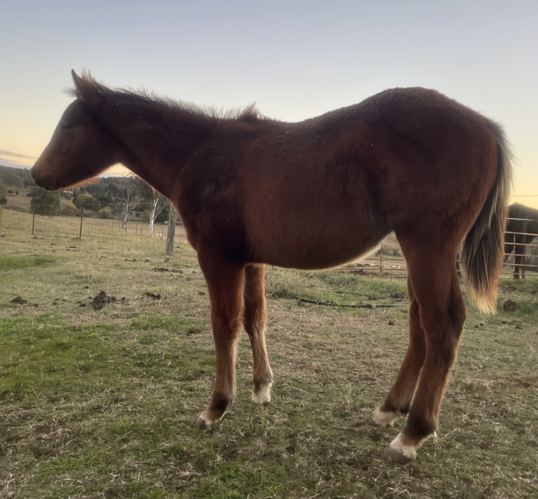 Tessa, Just Shameless Allrounder horses Horse for sale in Armidale