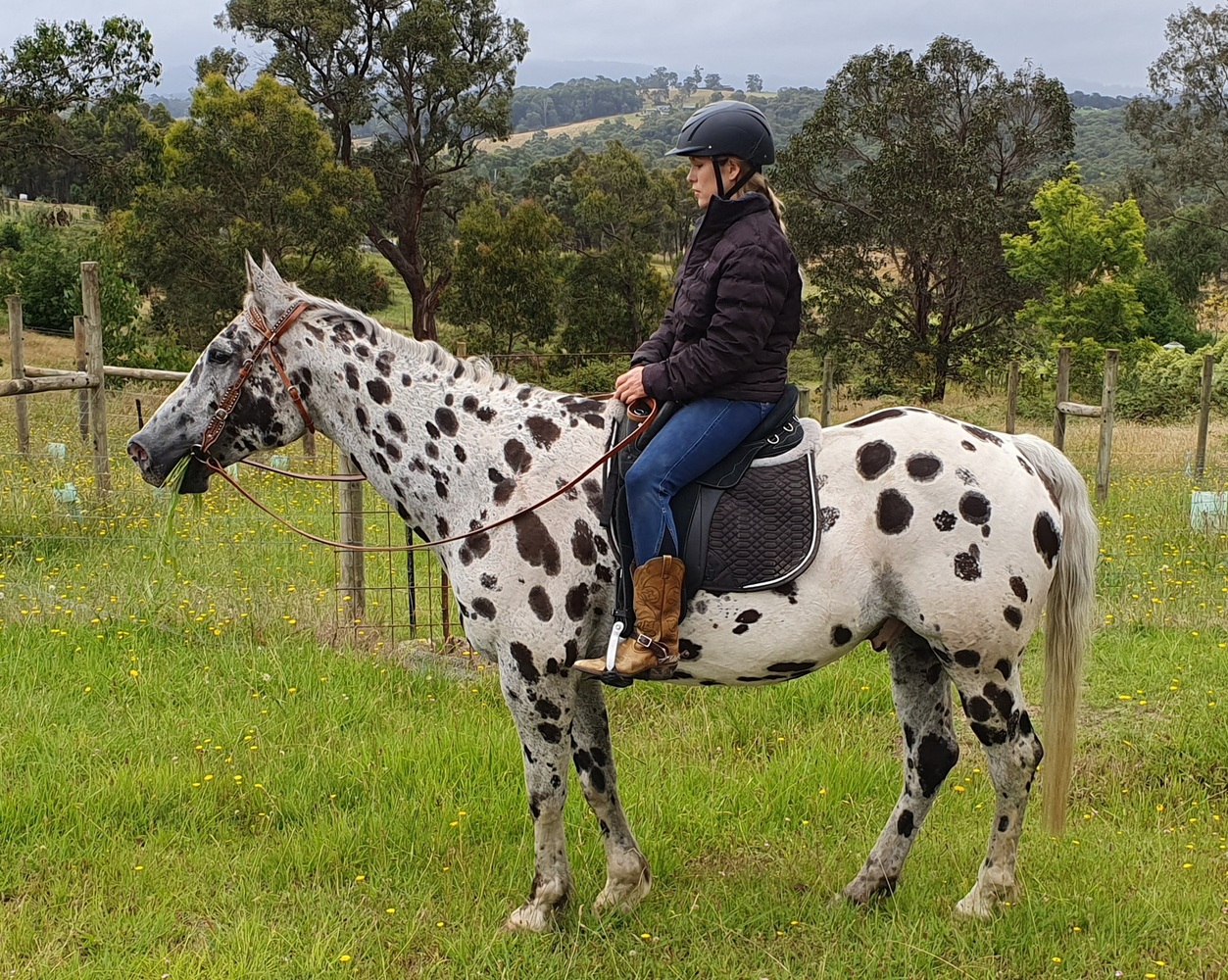 Quiet Appaloosa Gelding Beginners horses Horse for sale in