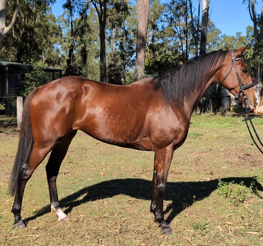 Breed or Ride Breeding horses Horse for sale in Jimboomba QLD
