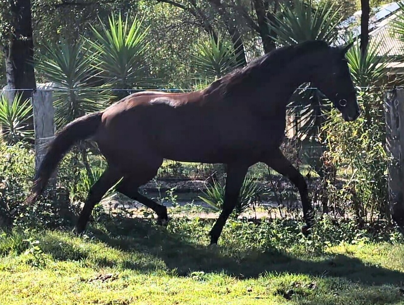 Breed or Ride Breeding horses Horse for sale in Jimboomba QLD Horse Deals