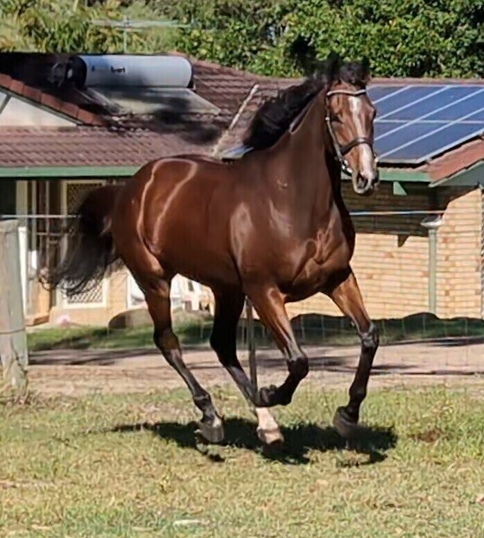 Breed or Ride Breeding horses Horse for sale in Jimboomba QLD