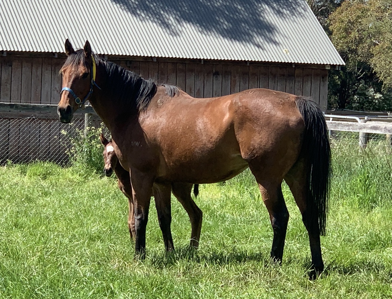 Champagne Cocktail Breeding horses Horse for sale in Mornington VIC