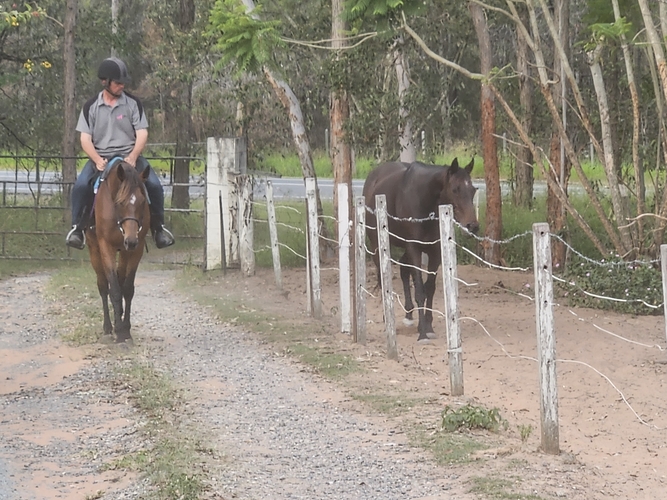 OTT Mare Breeding horses Horse for sale in Jimboomba QLD Horse Deals