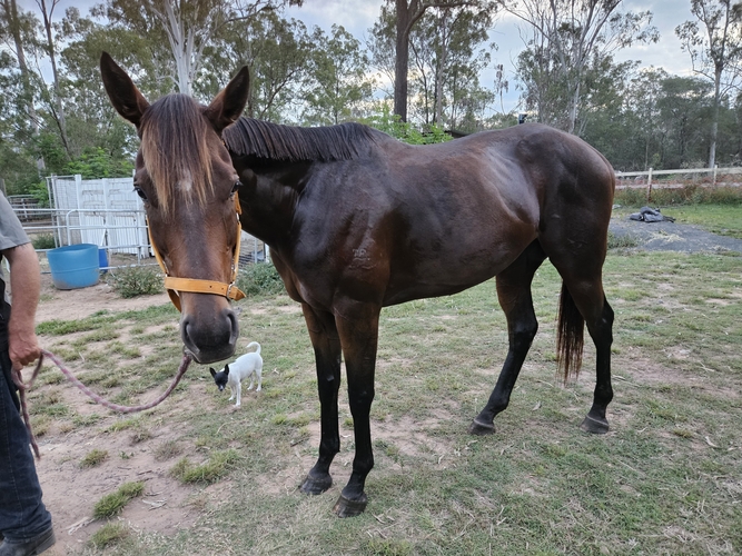 OTT Mare Breeding horses Horse for sale in Jimboomba QLD Horse Deals