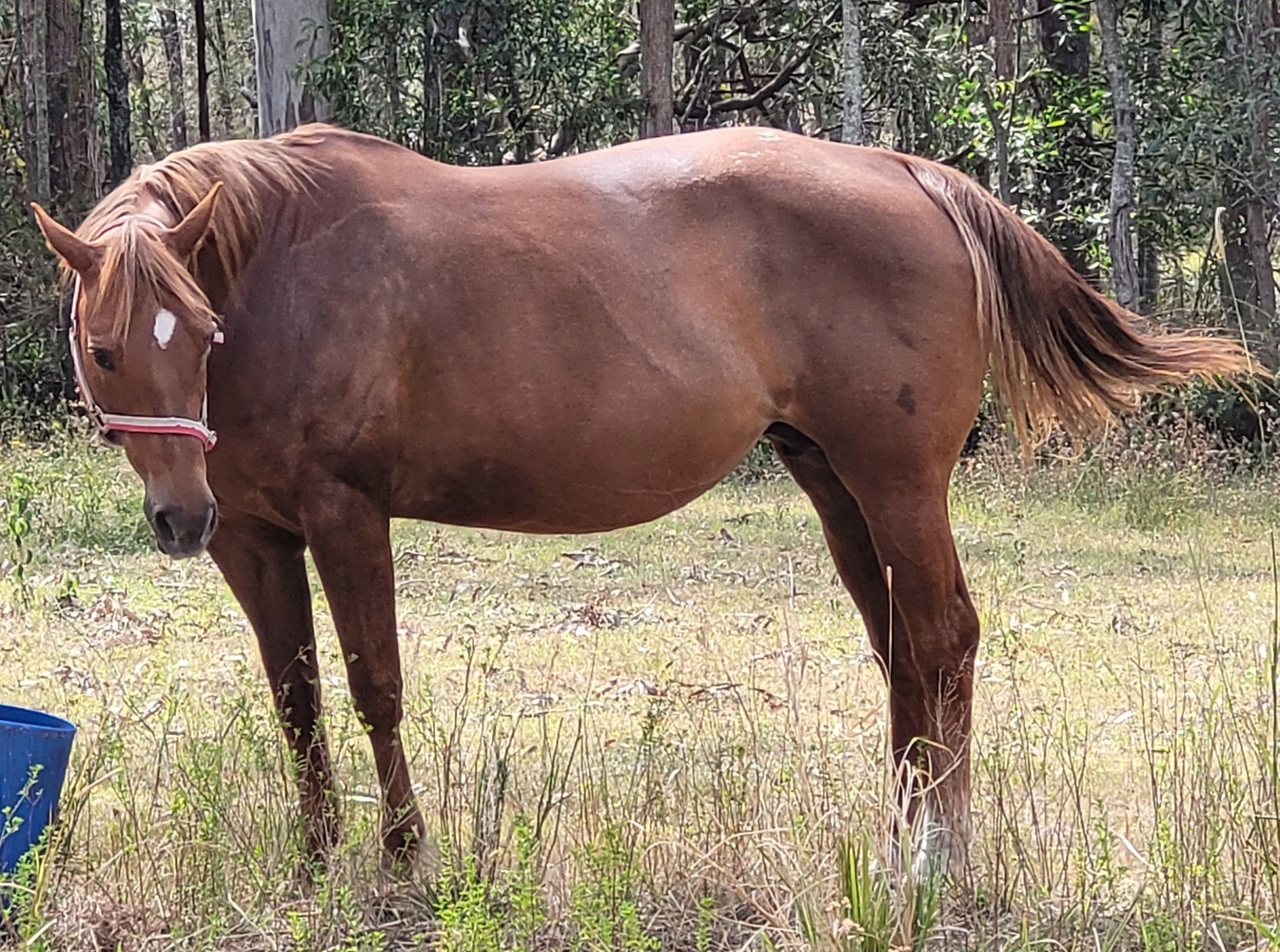 Two Quarter Horse Mare Breeding horses Horse for sale in Jimboomba