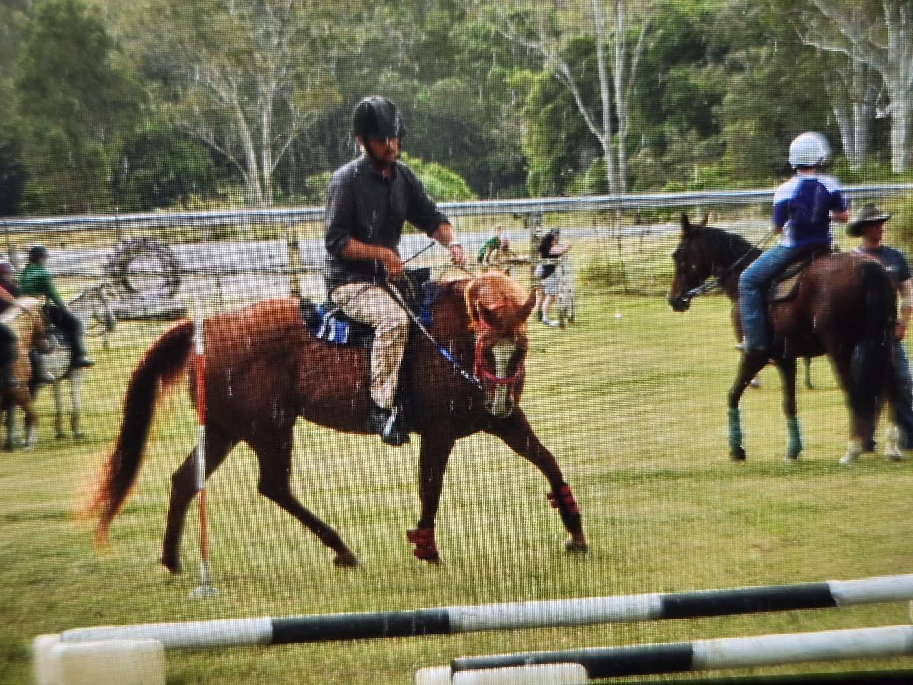 Two Quarter Horse Mare Breeding horses Horse for sale in Jimboomba QLD Horse Deals