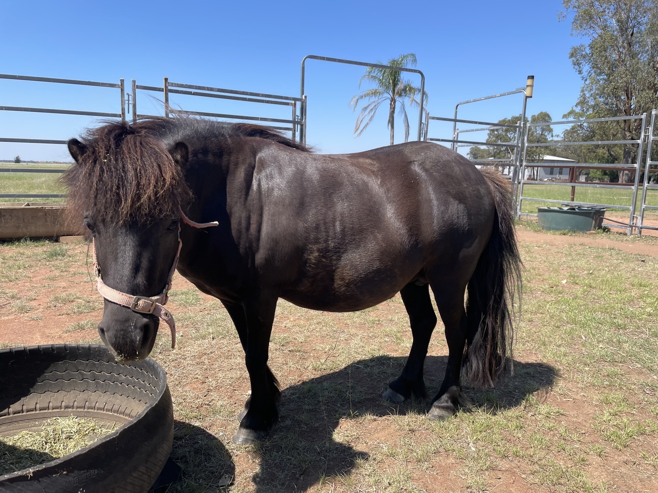 Miniature Pony Mare Companion horses Horse for sale in Narrabri NSW