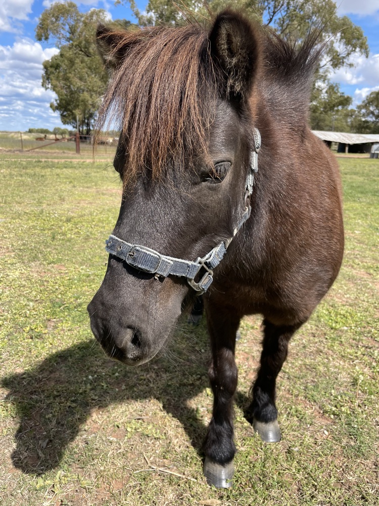 Miniature Pony Mare Companion horses Horse for sale in Narrabri NSW