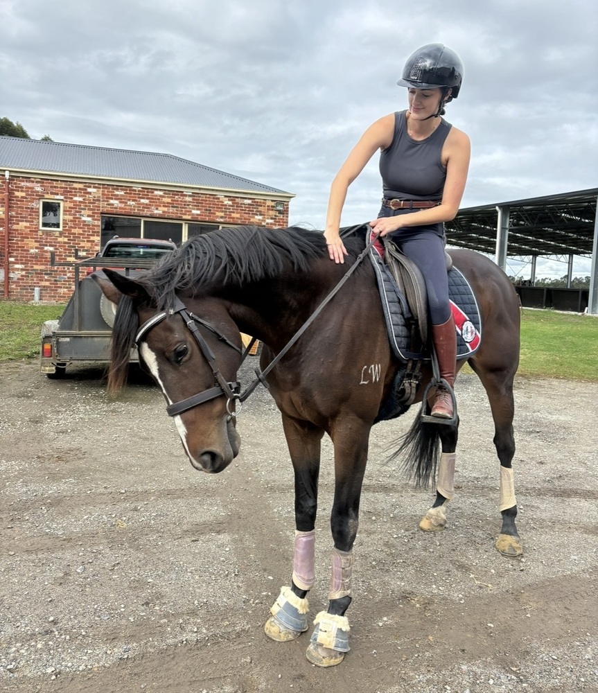 Flashy OTT Show horses Horse for sale in Tynong North VIC Horse Deals