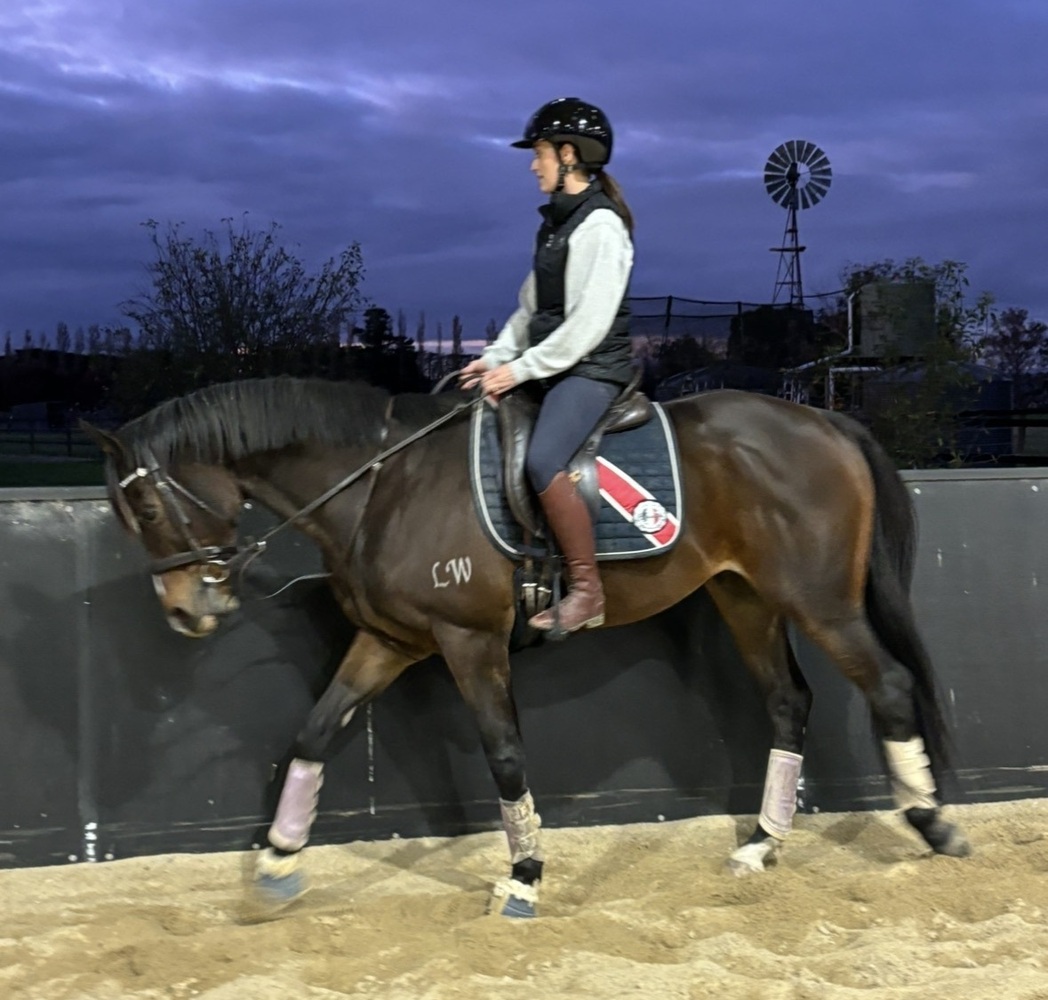 Flashy OTT Show horses Horse for sale in Tynong North VIC Horse Deals