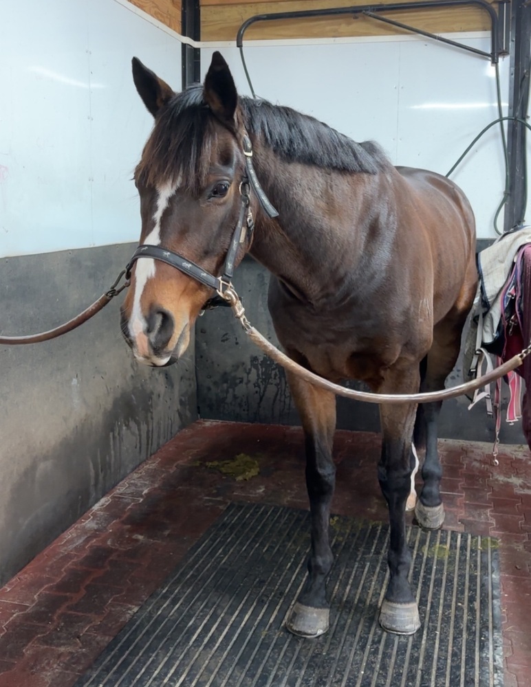 Flashy OTT Show horses Horse for sale in Tynong North VIC Horse Deals