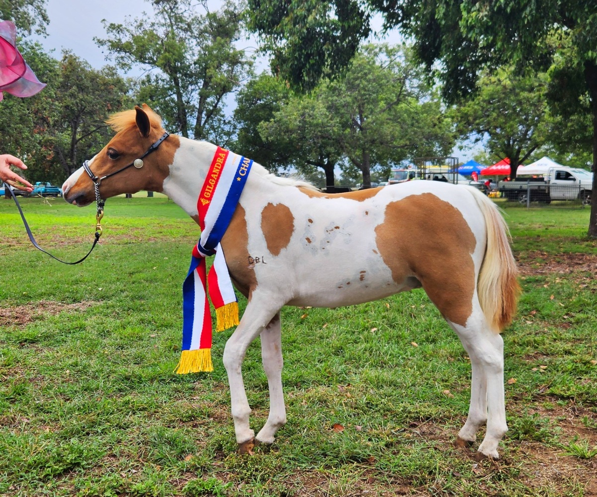 Homozygous Tobiano Breeding horses Horse for sale in Geurie NSW