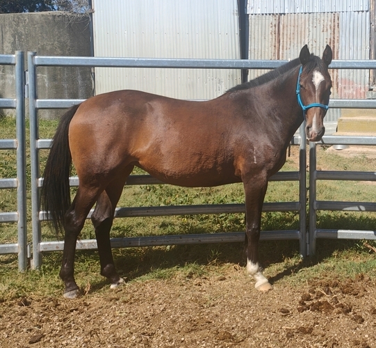 ASH x QH/Paint Filly Working Cow Horse Horse for sale in Pipers